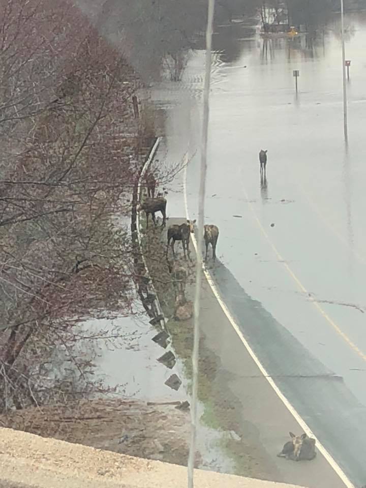 Moose on dry portion of highway - credit CBC