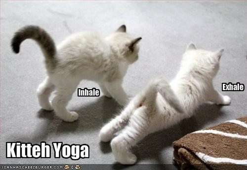 Kitty yoga